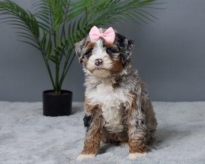 Polly Mini Bernedoodle